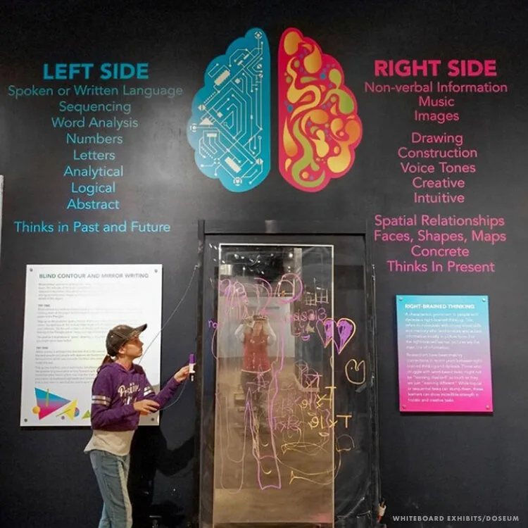 Visitor drawing on a glass panel beneath a left-brain, right-brain wall in the DoSeum's Beautiful Minds dyslexia exhibit