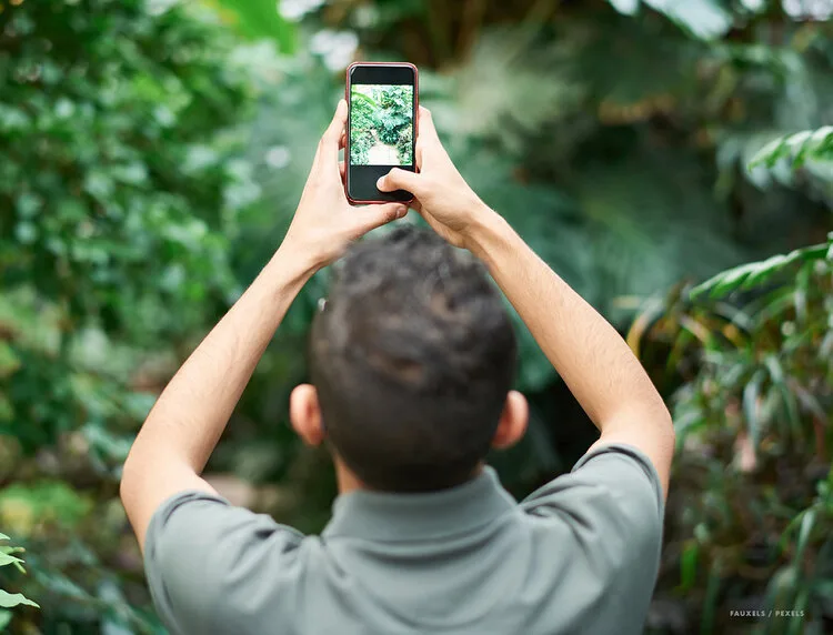 Visitor photographing lush greenery in a botanical garden with a smartphone