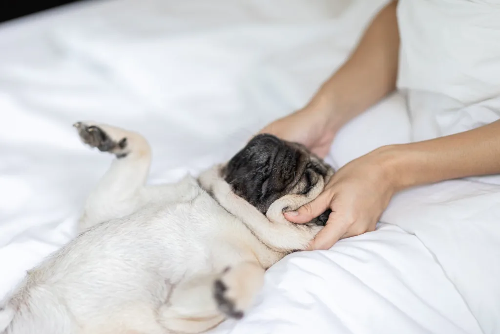 Pug lying on its back on white sheets enjoying a head massage