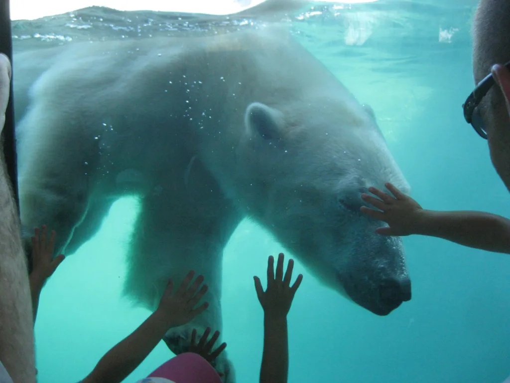 Children pressing hands to the glass as a polar bear swims past at Kansas City Zoo's Polar Bear Passage