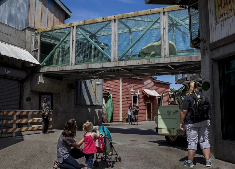 Families below a mesh bridge where a polar bear crosses overhead in Glacier Run at Louisville Zoo