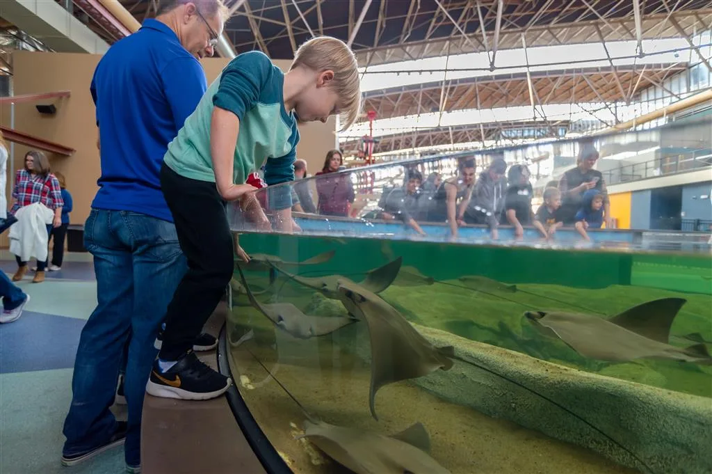 Boy leaning over a curved touch pool of rays and small sharks under the historic Union Station train shed roof