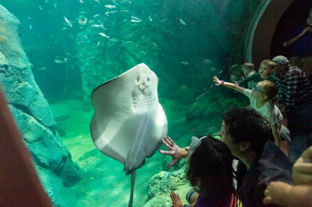 Children with hands on the glass as a stingray glides past in an exhibit at the St. Louis Aquarium