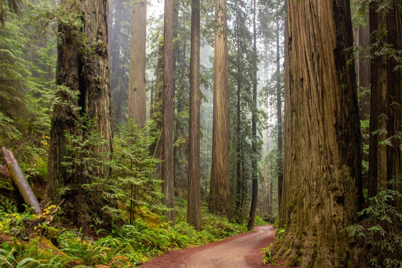 Dirt road winding through a misty redwood forest