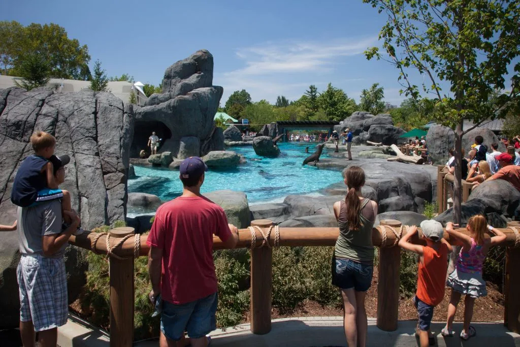 An above-water view of sea lions at the Saint Louis Zoo's Sea Lion Sound