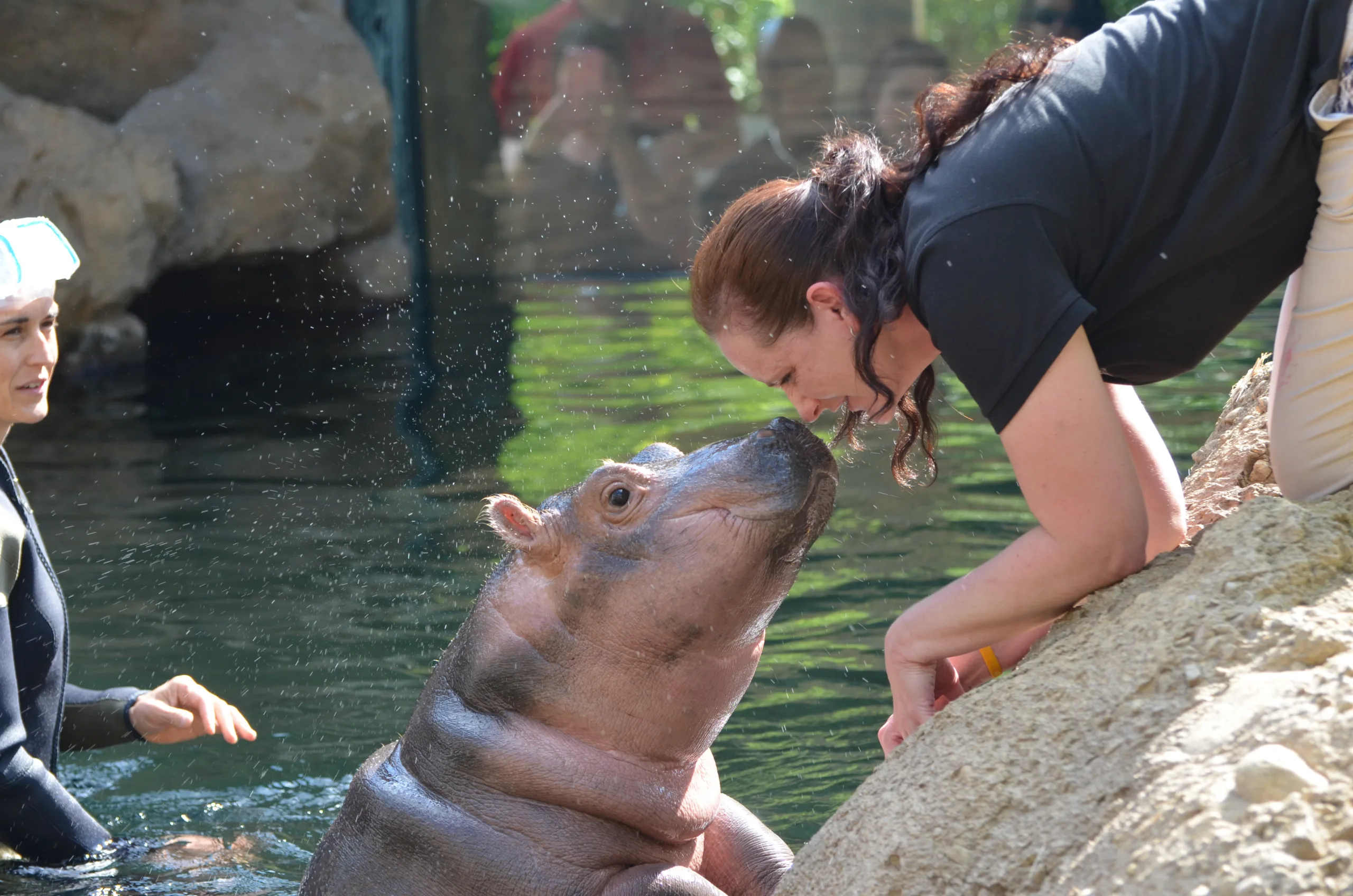 The Cincinnati Zoo's baby hippo Fiona greets an interpreter