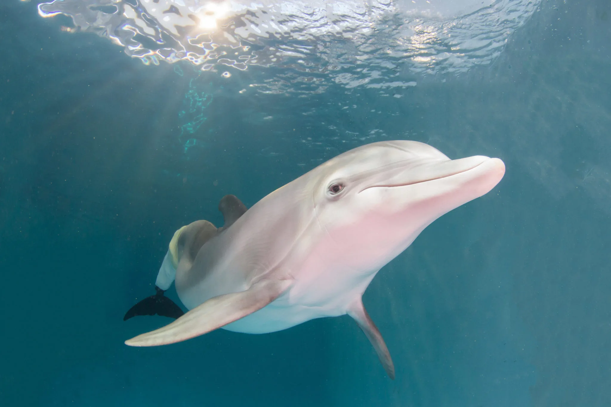 Winter the dolphin swimming underwater with sunlight on the surface at Clearwater Marine Aquarium