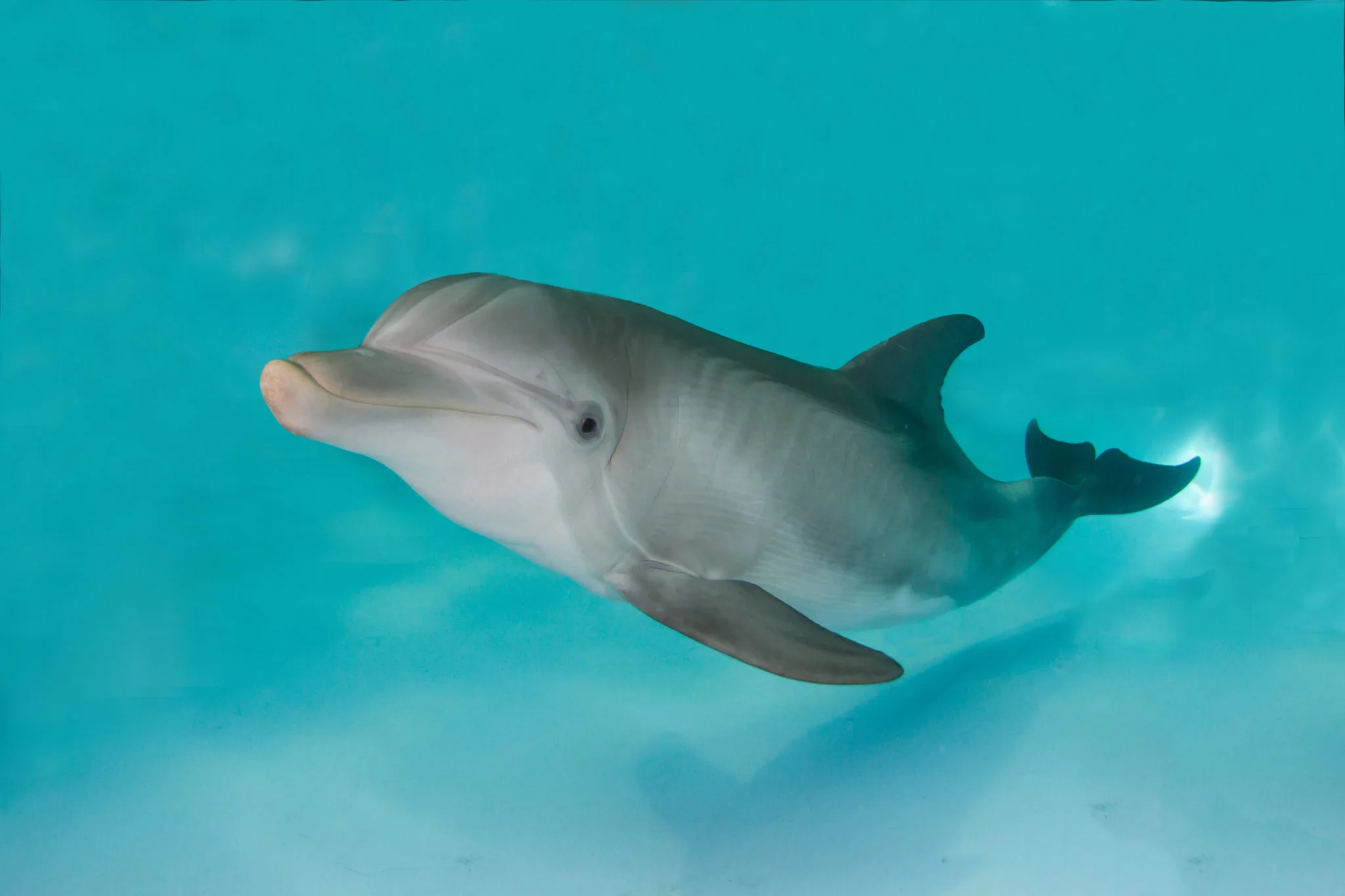 Hope the dolphin swimming in turquoise water at Clearwater Marine Aquarium