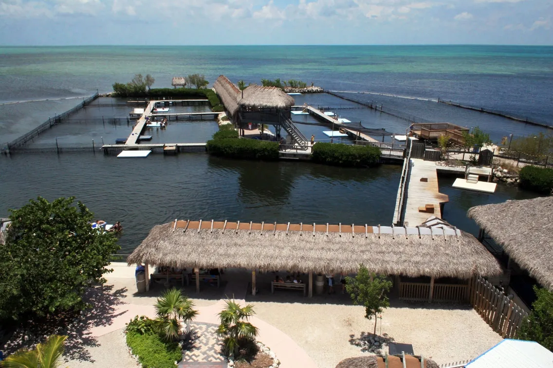 Aerial coastal image of the Dolphin Research Center