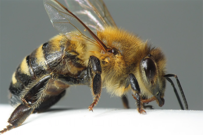A close-up of a honeybee