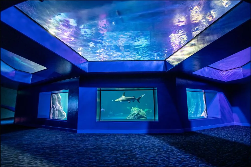 Overhead acrylic tunnel and viewing windows with sharks in the shark exhibit at Georgia Aquarium