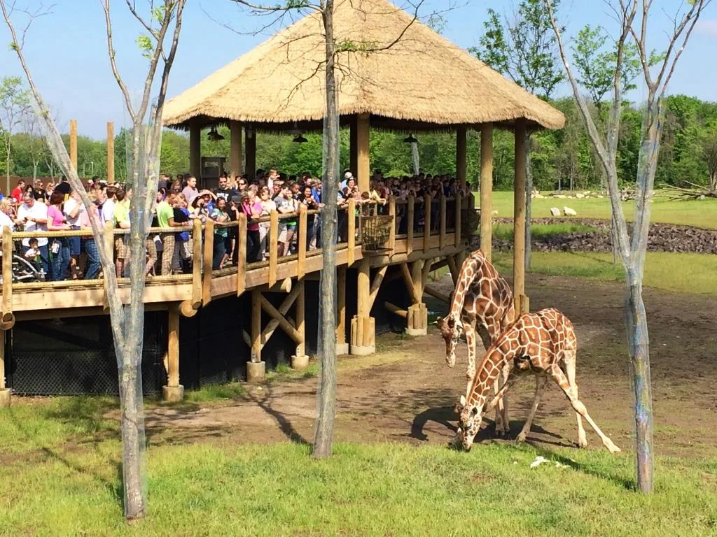 Guests observe two giraffes from a high platform at the Columbus Zoo and Aquarium's Heart of Africa