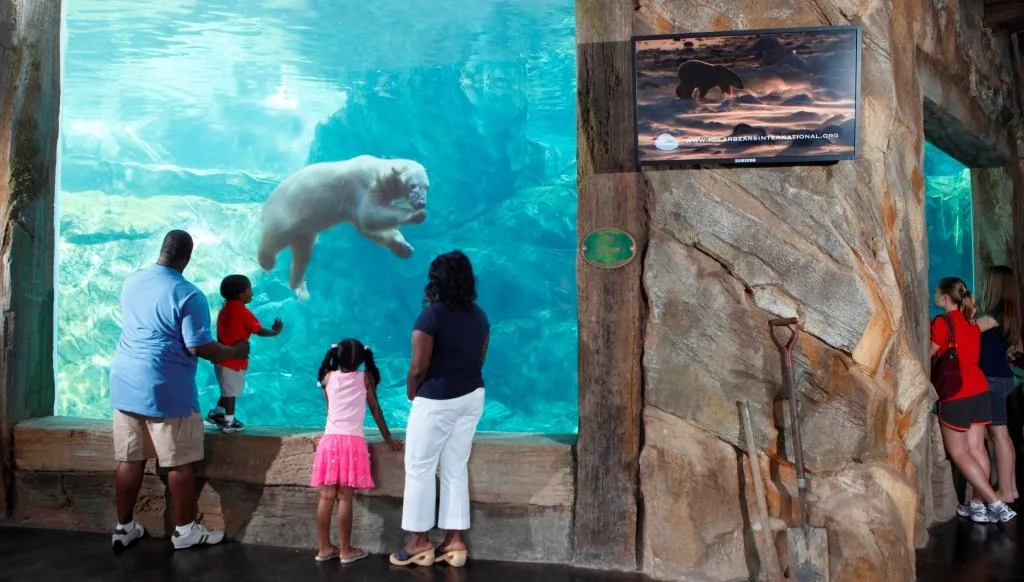 A family watches a polar bear swim by underwater at Kansas City Zoo's Polar Bear Point