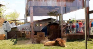 Lions relax in an airplane exhibit at the Columbus Zoo and Aquarium's Heart of Africa