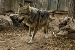 Mexican Gray Wolf as part of El Paso Zoo Chihuahuan Desert Press Release