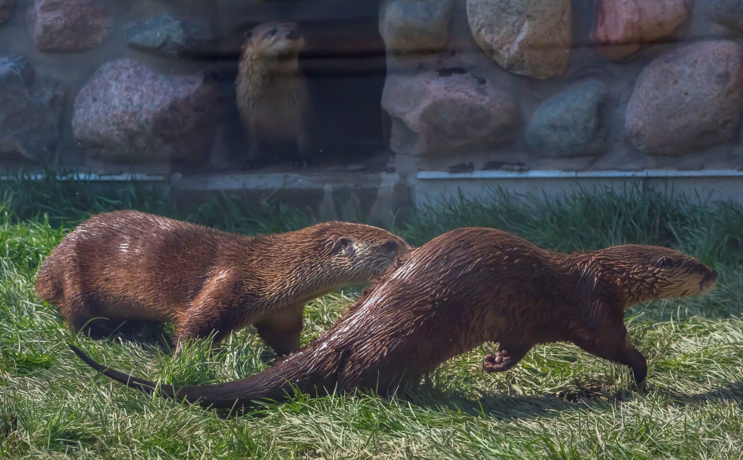 The three new otters at the Milwaukee County Zoo explore their new habitat