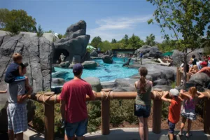 An above-water view of sea lions at the Saint Louis Zoo's Sea Lion Sound