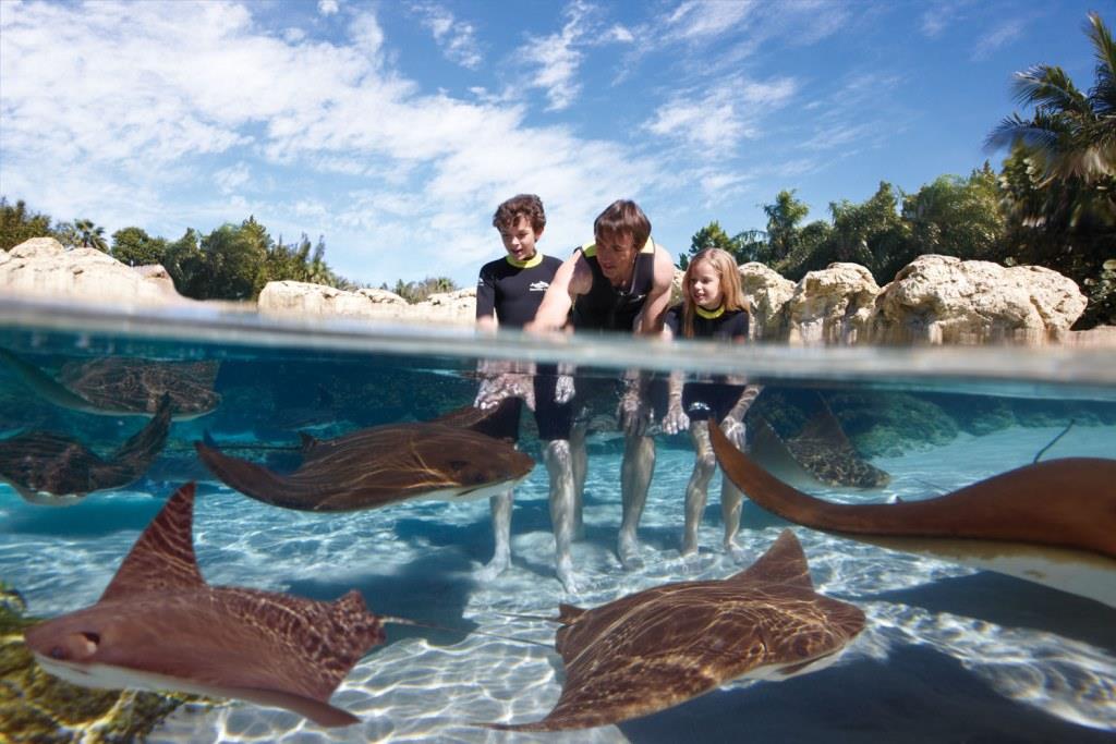 Three people pet rays in shallow water at Discovery Cove