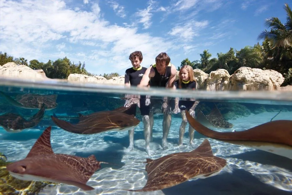 Three people pet rays in shallow water at Discovery Cove