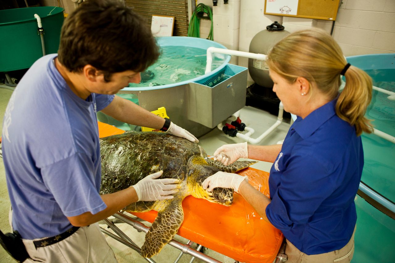 Two vet techs work with a sea turtle at the South Carolina Aquarium
