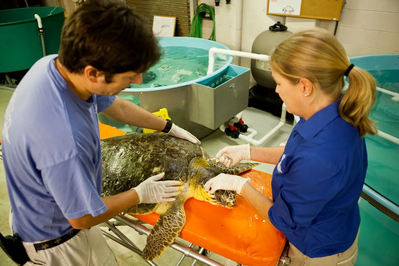 Two vet techs work with a sea turtle at the South Carolina Aquarium