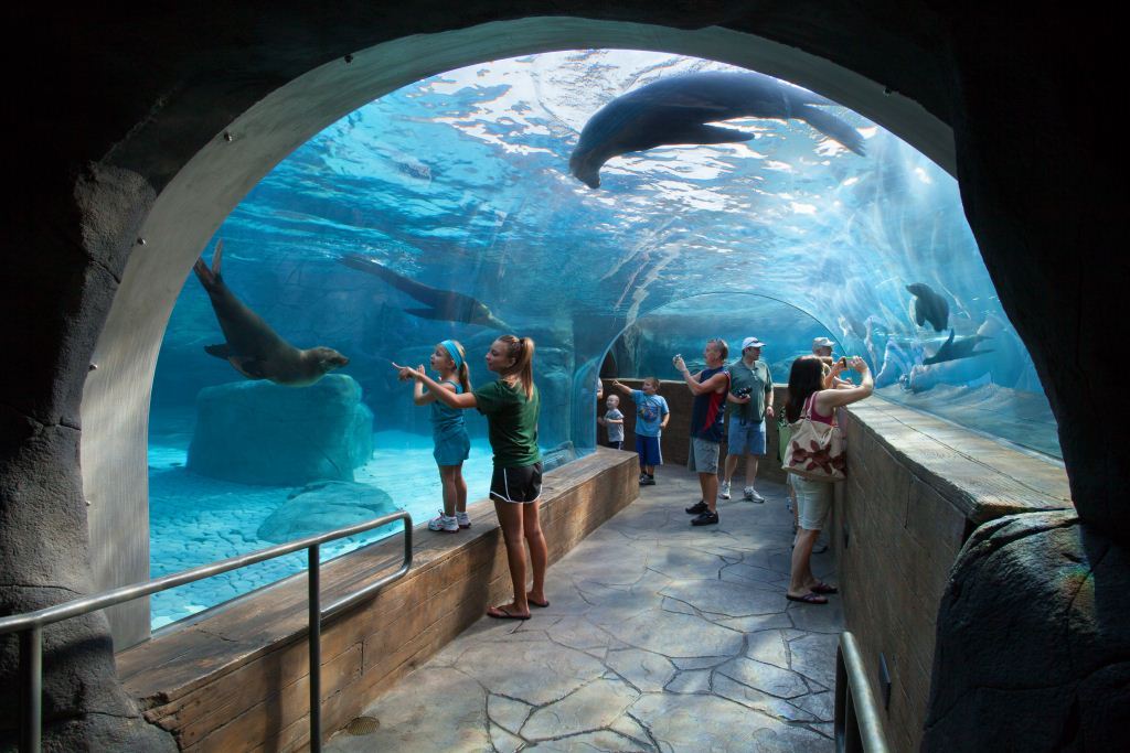 The under water tunnel full of sea lions at the Saint Louis Zoo's Sea Lion Sound