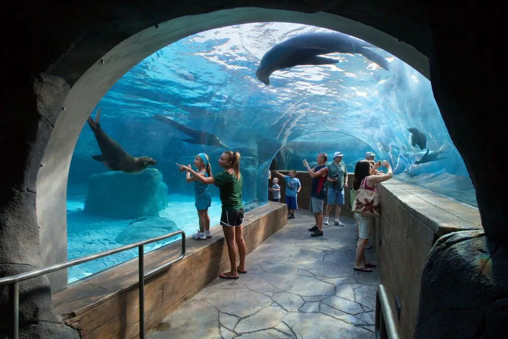 The under water tunnel full of sea lions at the Saint Louis Zoo's Sea Lion Sound