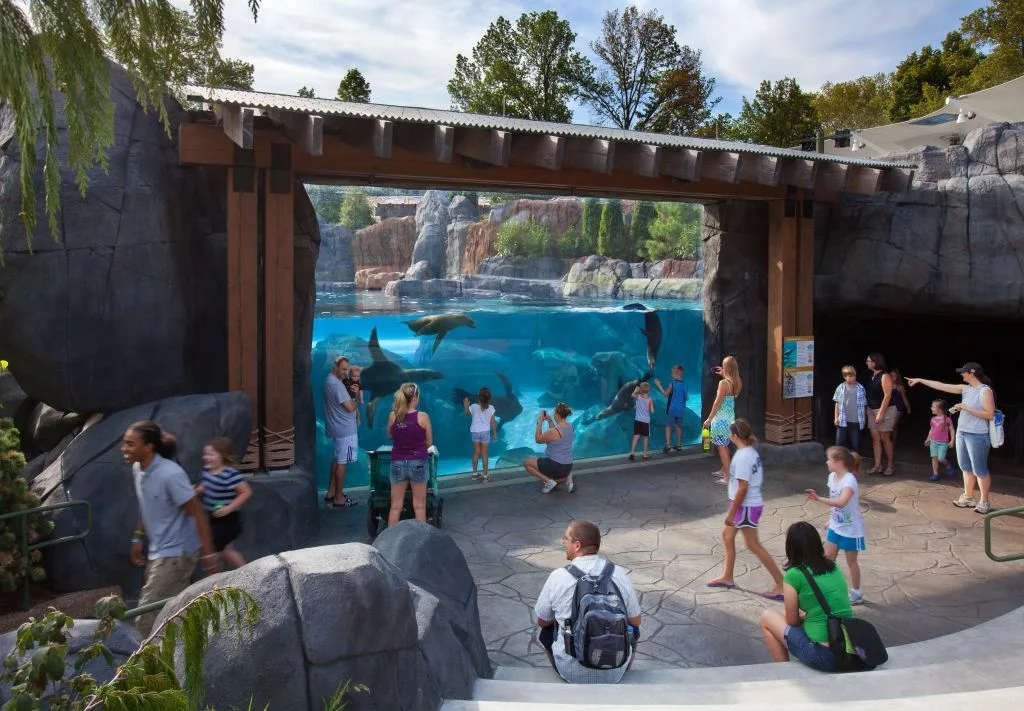 The main viewing window full of sea lions at the Saint Louis Zoo's Sea Lion Sound