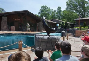 A sea lion balancing a ball on its nose during a show at the Saint Louis Zoo's Sea Lion Sound