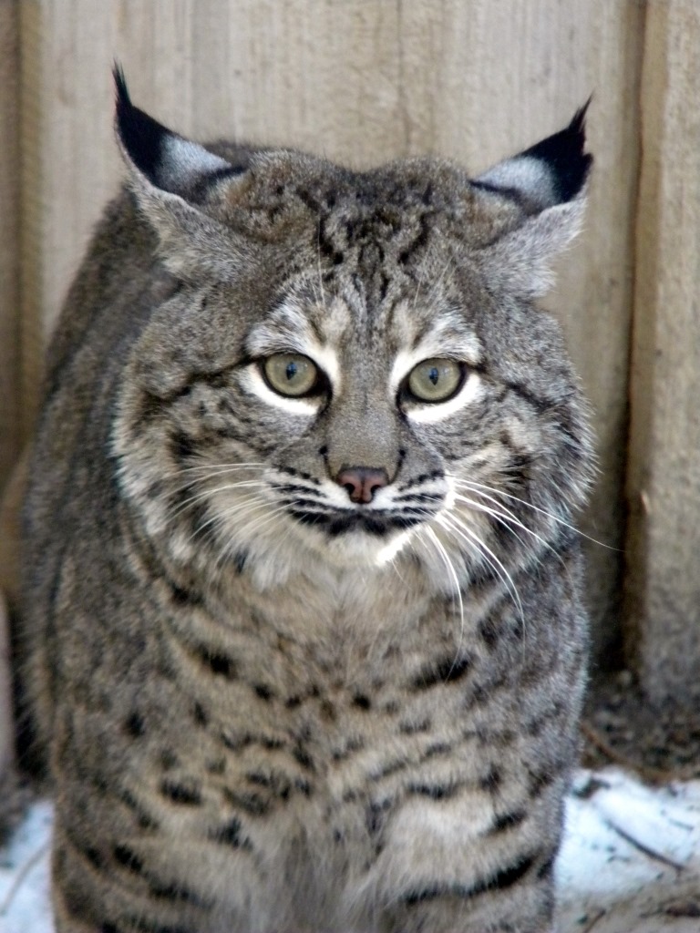 SmallBobcat