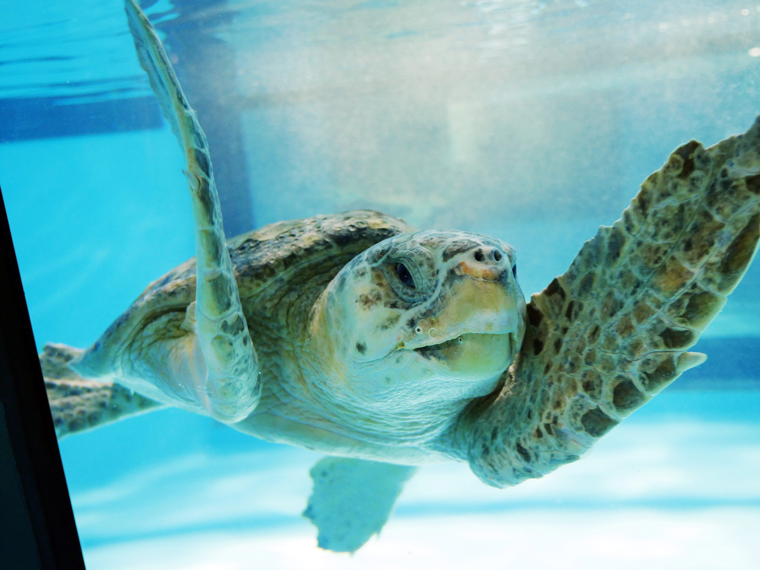 Close-up of a sea turtle swimming at the South Carolina Aquarium Sea Turtle Recovery Center