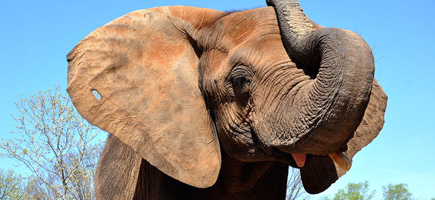 An elephant at the Columbus Zoo and Aquarium's Heart of Africa