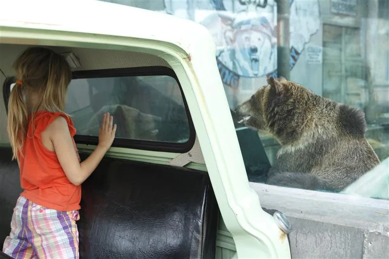 A girl observes a Grizzly bear from the back of a pick-up truck exhibit at Glacier Run at the Louisville Zoo