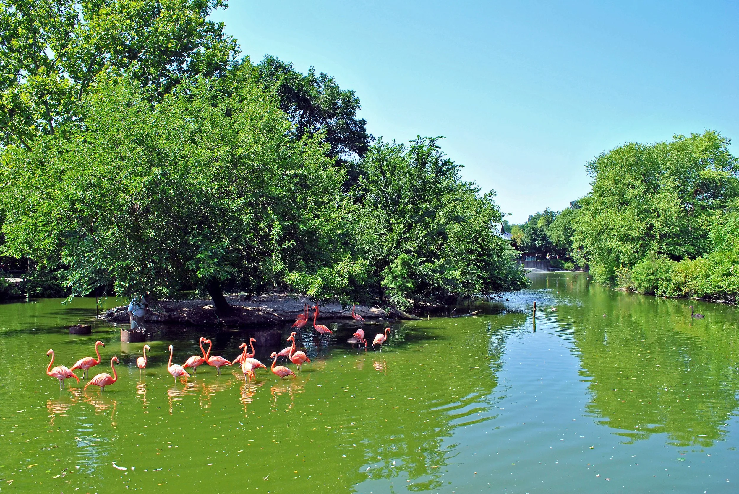 Flamingos wading in a green, tree-lined lake at Saint Louis Zoo