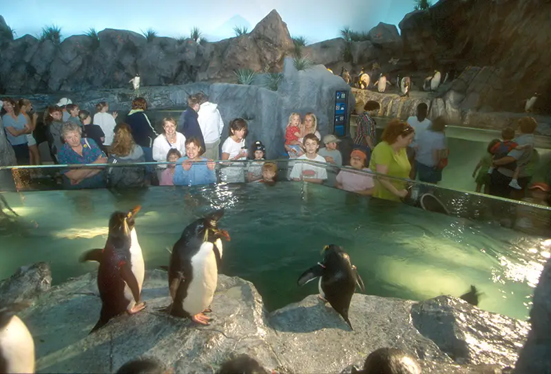 Penguins in zoo aquarium
