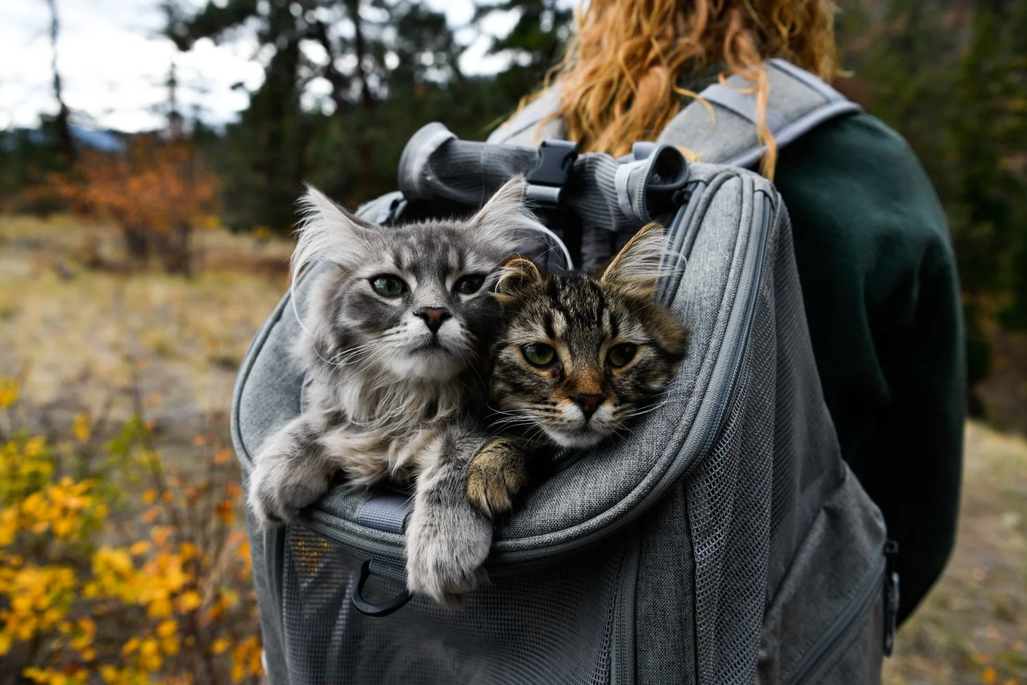 Two cats peeking out of a hiker's pet carrier backpack on a forest trail