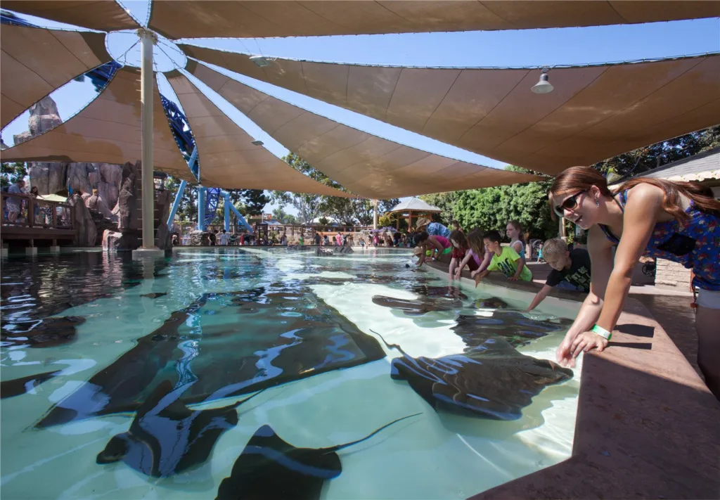 Guests leaning over a shaded touch pool to reach stingrays