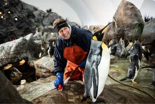 Saint Louis Zoo keeper kneeling beside a king penguin inside the penguin habitat