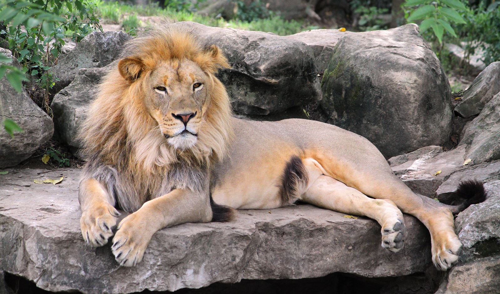 Lion laying on rock in zoo