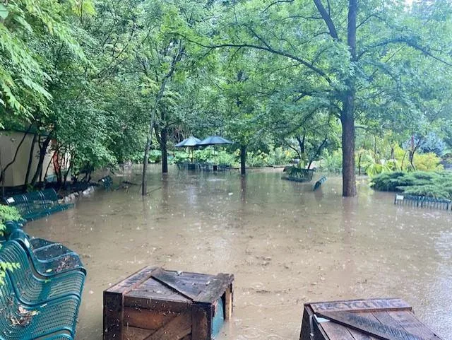 Floodwater covering a tree-shaded plaza and benches at Saint Louis Zoo
