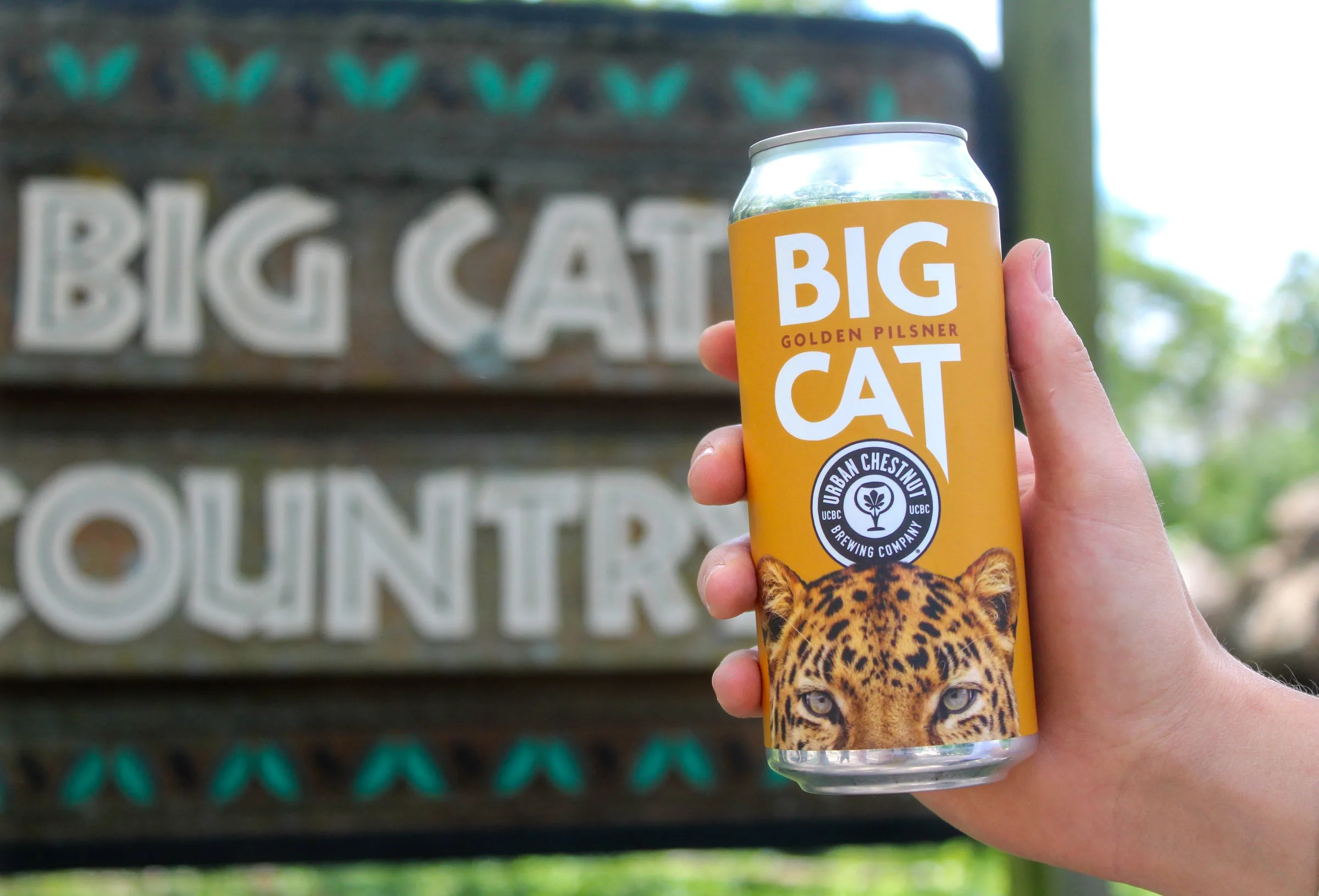 Hand holding a Big Cat Golden Pilsner can in front of the Big Cat Country sign at Saint Louis Zoo