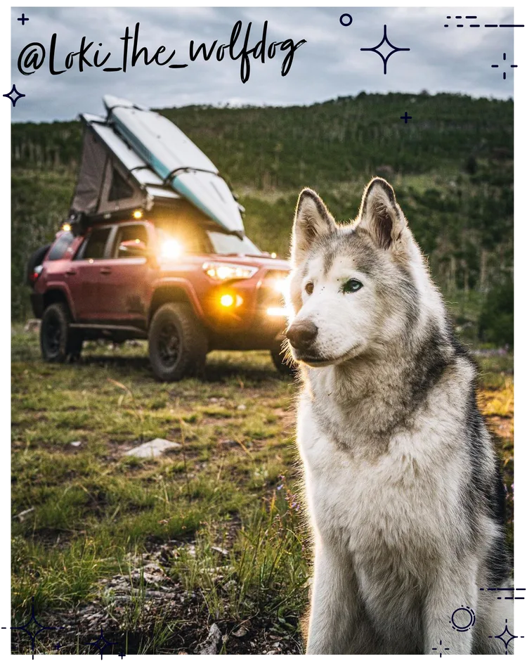 @Loki_the_wolfdog posing beside a Toyota SUV with a rooftop tent in a sponsored post