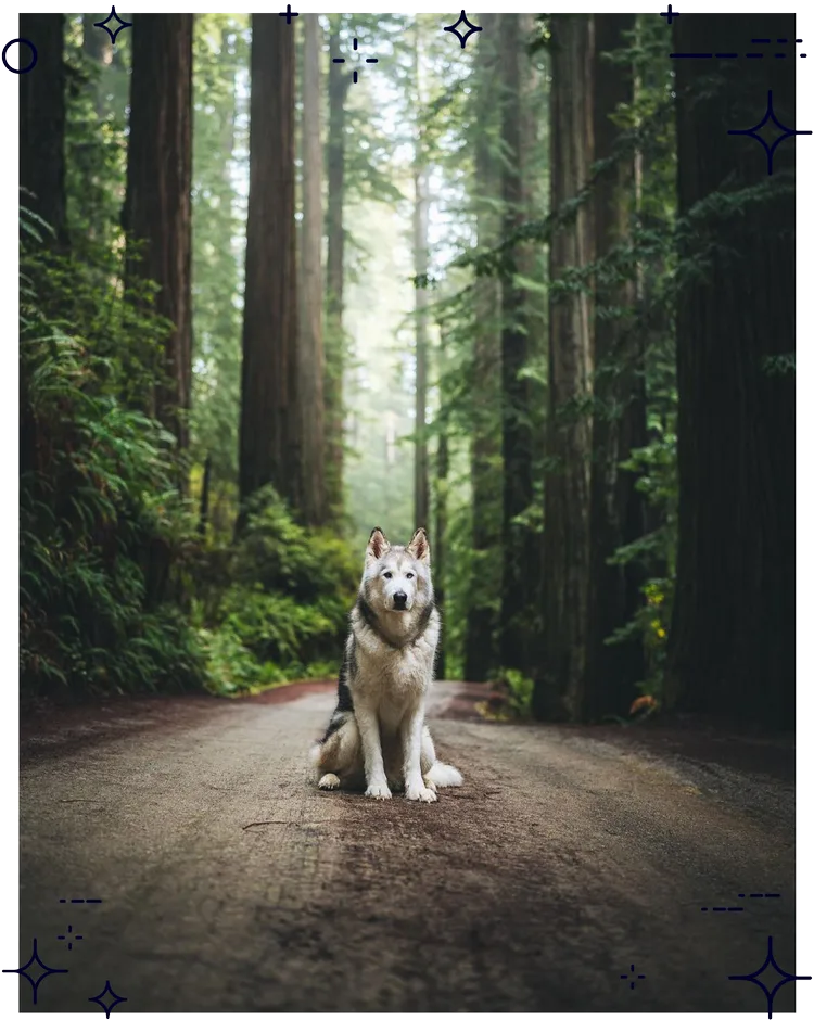 Influencer wolfdog @Loki_the_wolfdog sitting on a road among towering redwoods in Crescent City, California