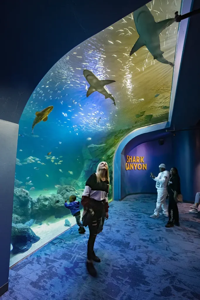 St. Louis Aquarium at Union Station Woman under shark