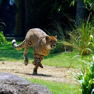 Cheetah sprinting across a grassy habitat