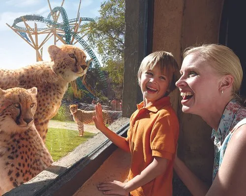 Laughing boy and mother watching cheetahs through habitat glass with a coaster track beyond