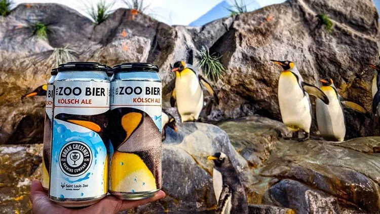 Hand holding cans of STL Zoo Bier Kolsch Ale in front of penguins on rocky habitat