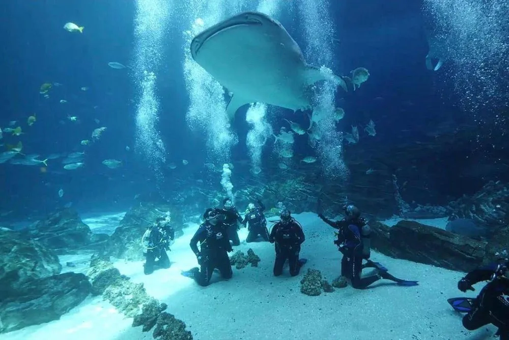 Scuba divers kneeling on the sand as a whale shark swims overhead at Georgia Aquarium