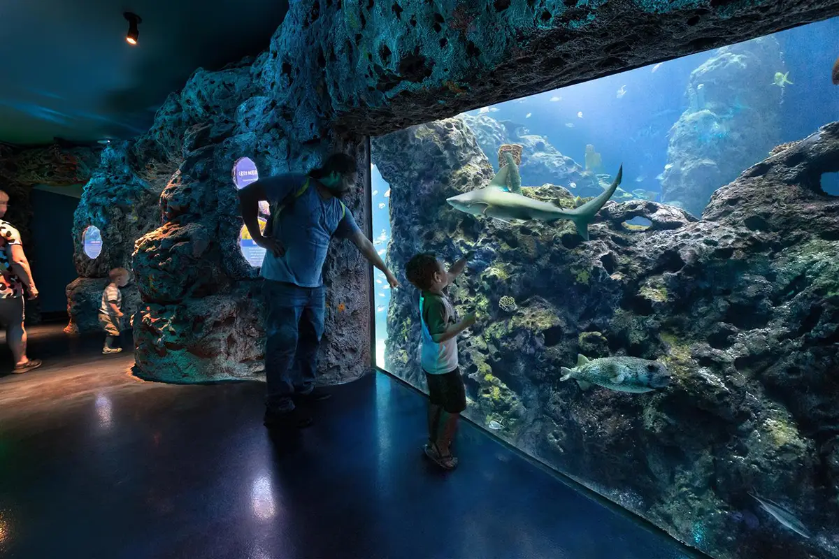 child viewing shark in aquarium tank