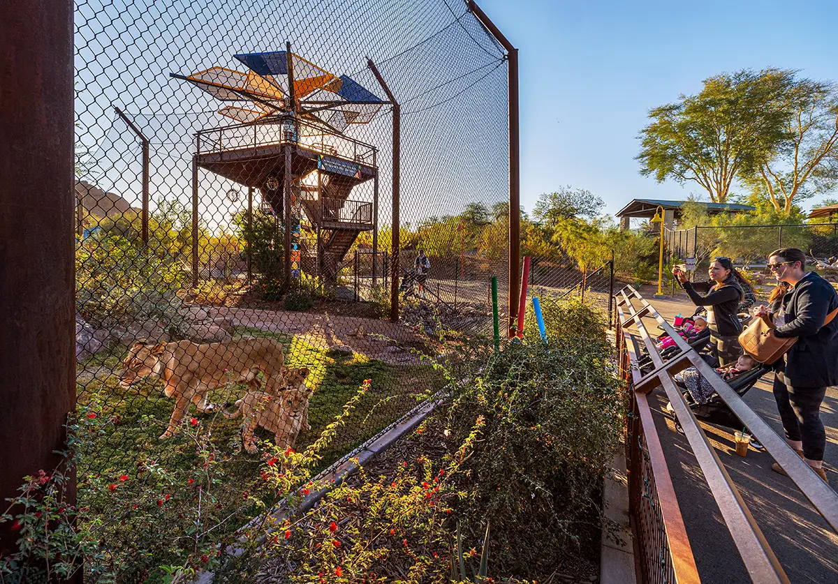 Phoenix Zoo Lion Habitat